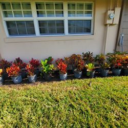 Install Plants