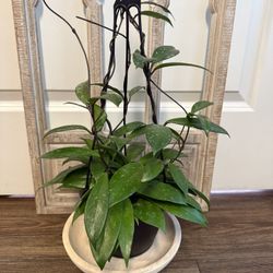 Hoya Pubicalyx Splash