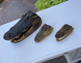 Alligator Heads- Set Of 3 $75 OBO