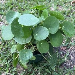 PILEA PEPEROMIOIDES/ CHINESE MONEY PLANT ( 1 Gallon Pot)
