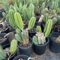 Cactus Plants