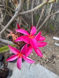 Plumerias’s