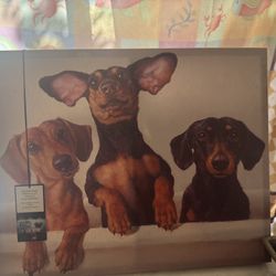  dachshund, dog picture 