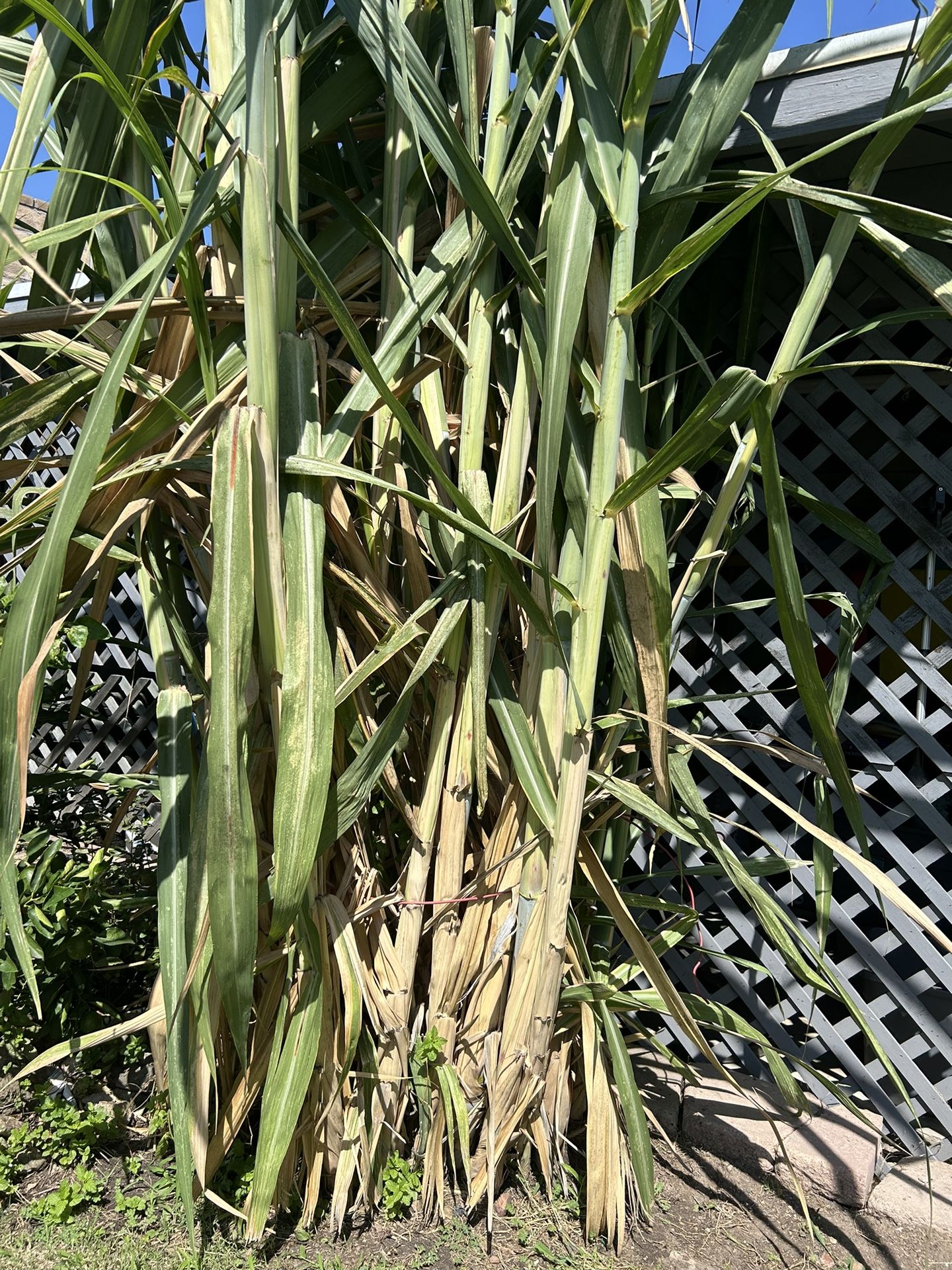 Organic Sugarcane