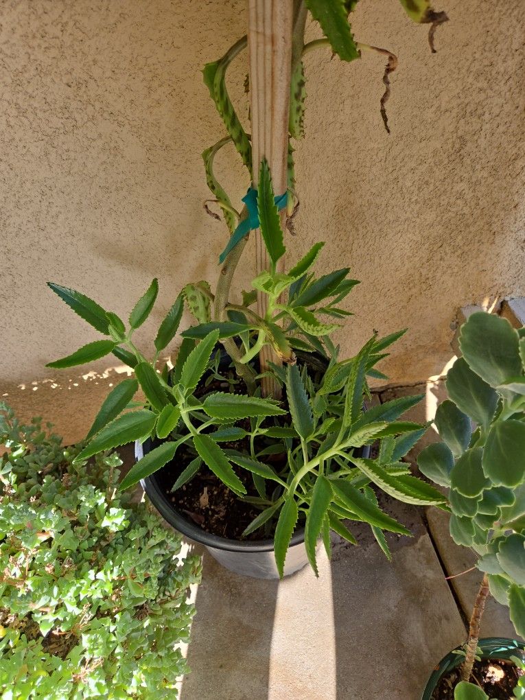 Klenoche Plants