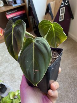 Melanochrysum Philodendron (uncommon)