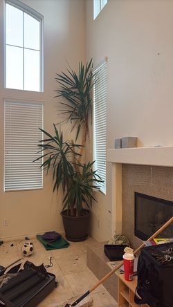 Large Indoor Yucca Plant in Pot