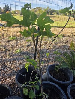 Fig Tree 3feet High Green Sweet Fig
