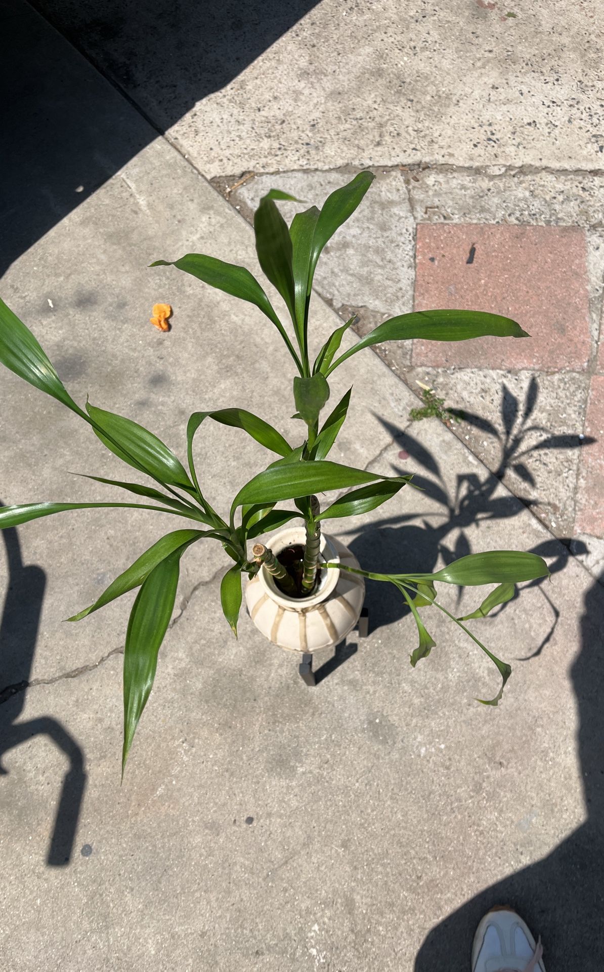 Plant - Plant Pot
