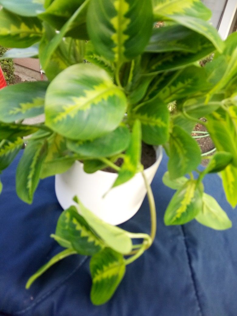 Table Top Arrangement 