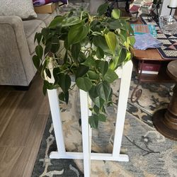 House Plant And Stand