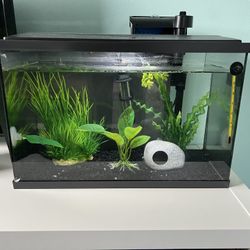 5 Gallon Aquarium Tank