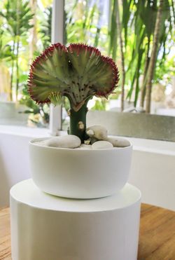Coral cactus