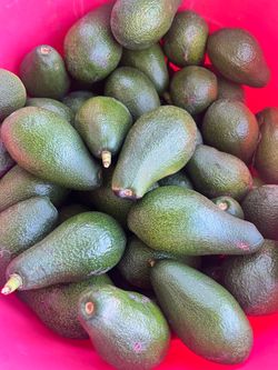 Organic Fuerte Avocados for sale!