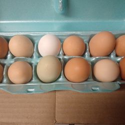 Farm Fresh Eggs - Dozen 