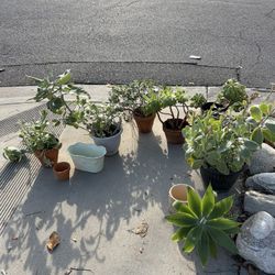 Plant Sale!!! Covina 
