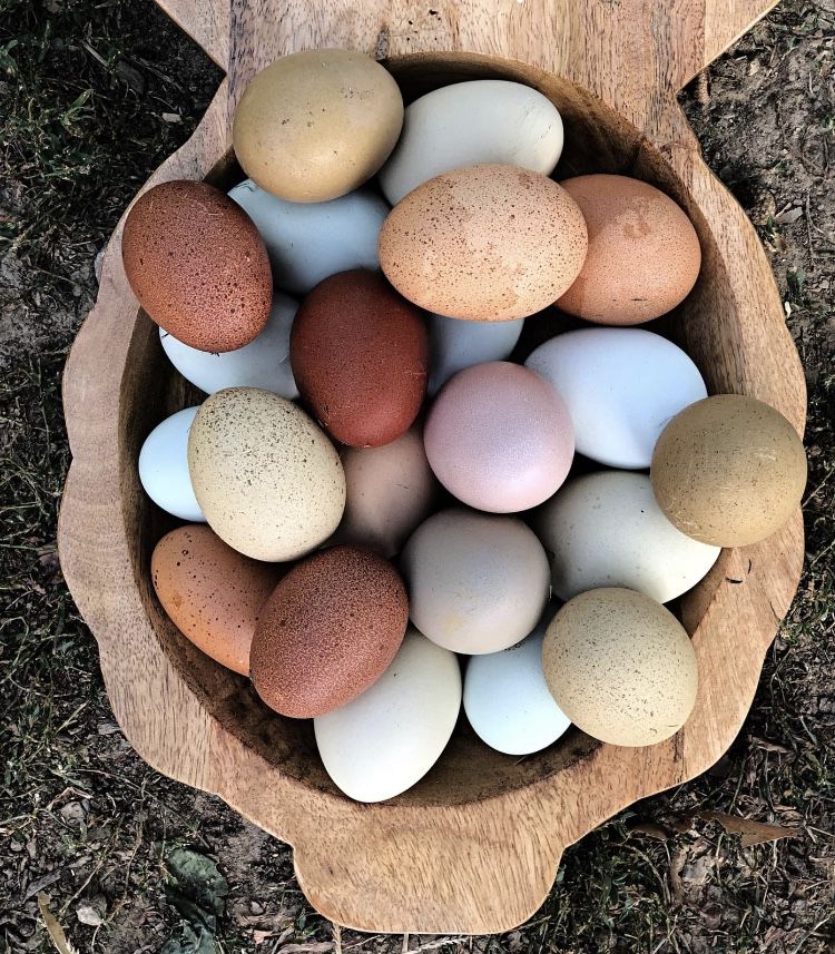 Farm Fresh Organic Eggs 