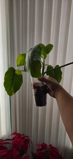 Jungle fever philodendron