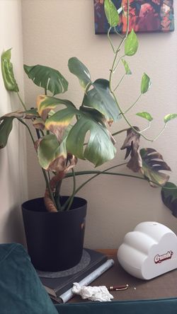 monstera
