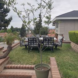 8’ Tall Potted Tree - Perfect For Patio - Porch  or Planting 