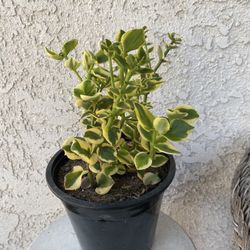 1.5 Gallon Pot Succulent Plant - Crassula Sarmentosa Variegated - Comet Variegata - Rooted & Established Plant - Drought Resistant - 🪴
