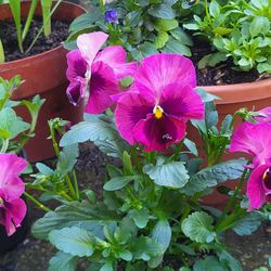 Mauve And Purple Bicolor Ruffled  Pansy Flower Plants!