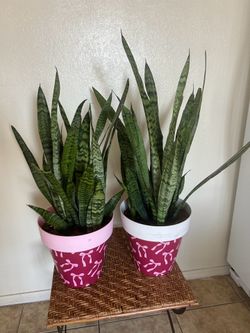 Plants for sale 40 each