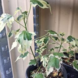 Variegated chinese lantern