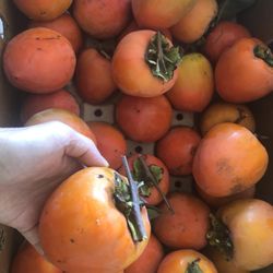 Persimmon Organic Home Grown Fresh Picked 20 For $20
