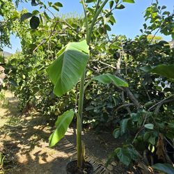 Thai Banana Tree