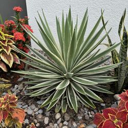 Caribbean Agave Angustifolia 