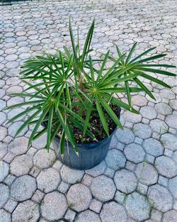 Old man palm