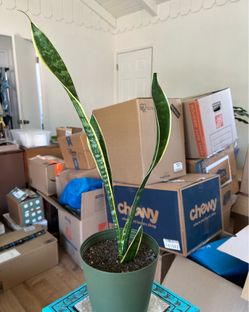 Snake Plant