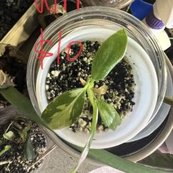 White Philodendron Princess