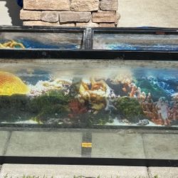Fish/Reptile Tank