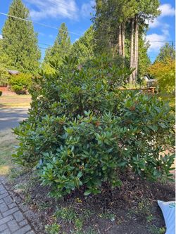 Free Large White Rhododendron