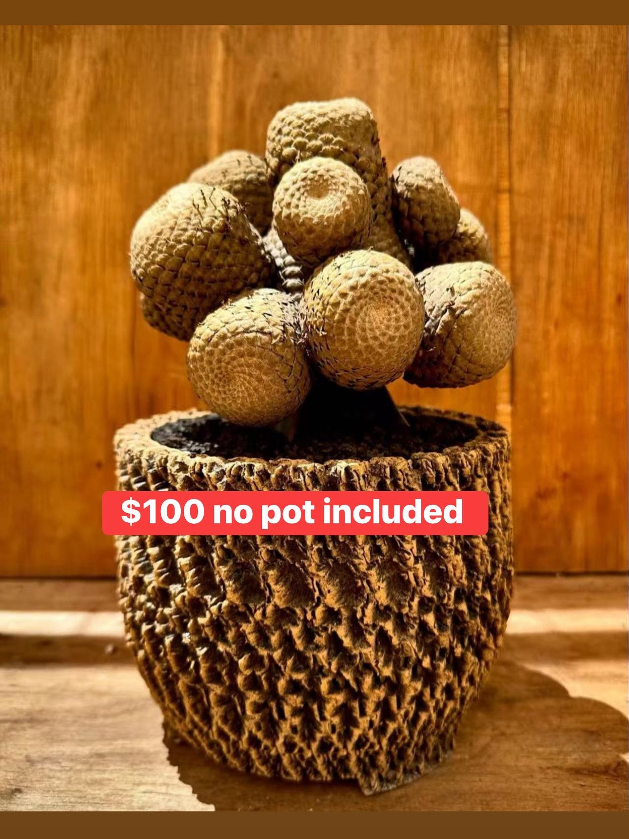 Euphoria Fish Skin Pot Is Not Including