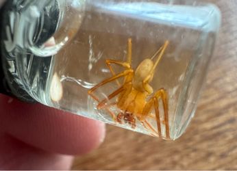 Black widow brown recluse spider bug insect