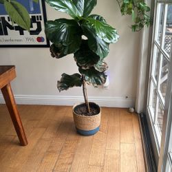 Fiddle Leaf Fig Tree