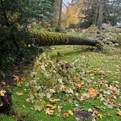 If You Have a Tree Down or need Cleanup
