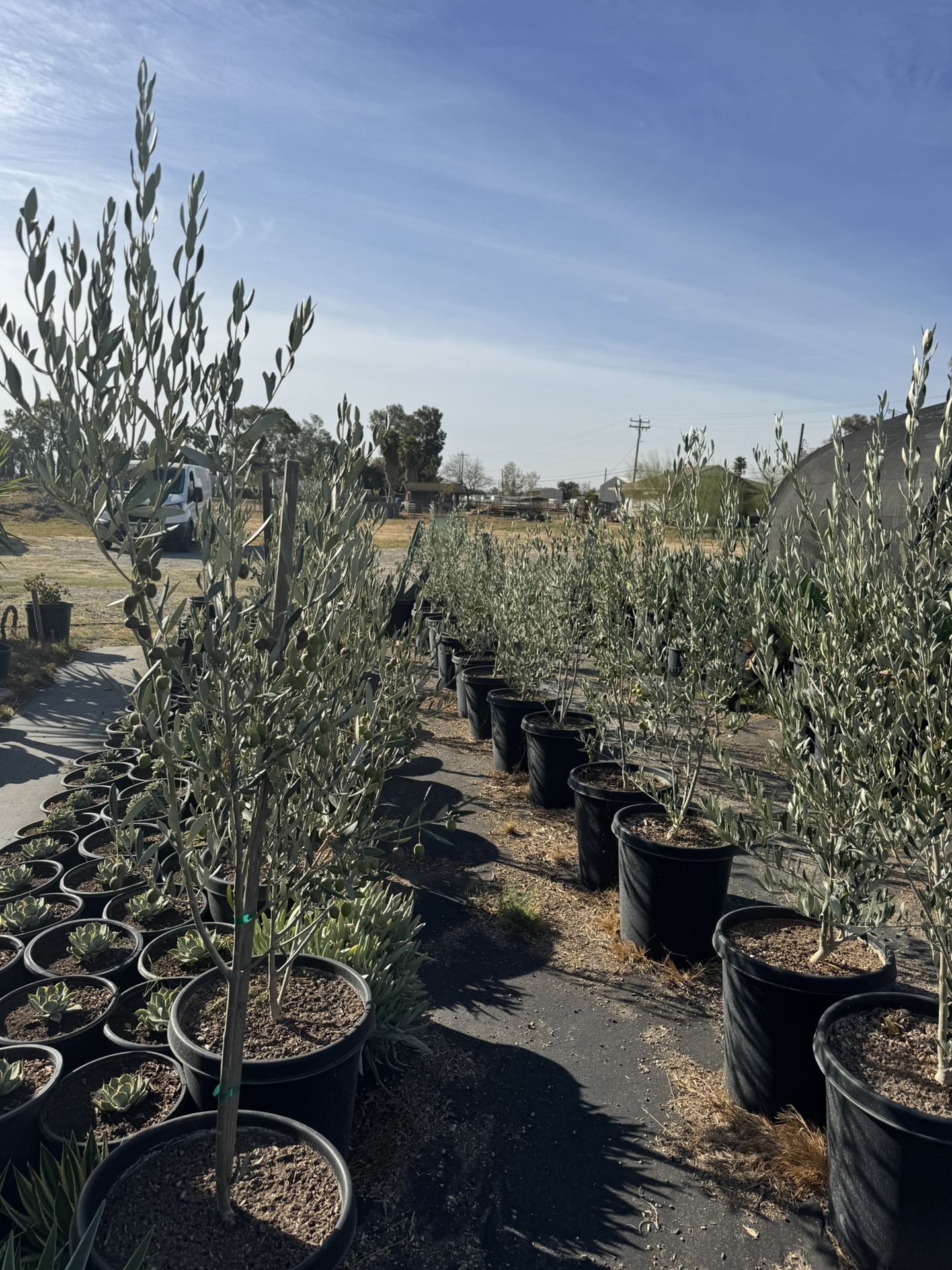 Olive Trees & Pony Tail Palms & Succulents