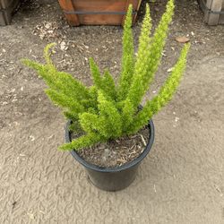 Foxtail Fern