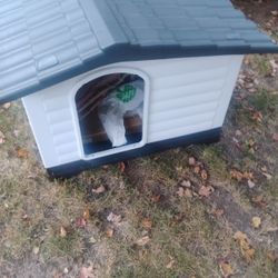 Dog House 