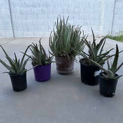 Home Grown Organic Aloe Vera Plants Small 1 Gallon To Huge Size, $9 To $49