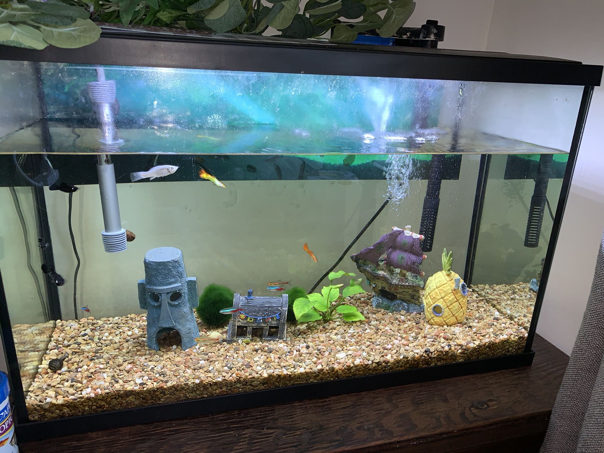 29 gallon fish tank/aquarium