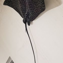 Stingrays 2