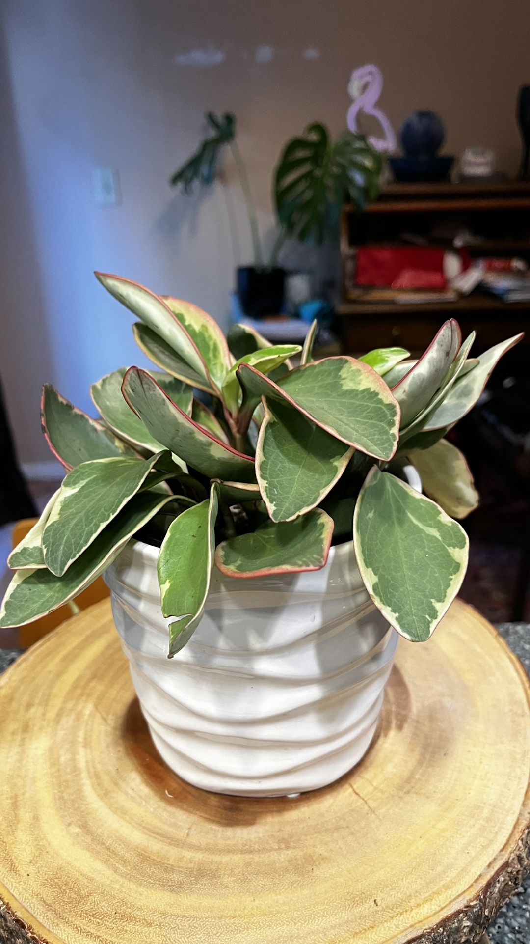 Peperomia Ginny 6" (Ceramic Included)