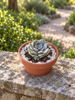 Blue-Lavender Echeveria Succulent + Terracotta Pot & White Pebbles