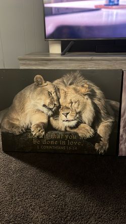 Lion Pics 