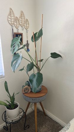Monstera Plant In Pot + Side Bluetooth Speaker Table